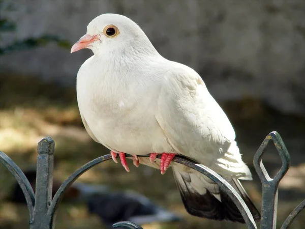 Beyaz Güvercin Metal Çitte Oturuyor — Stok fotoğraf