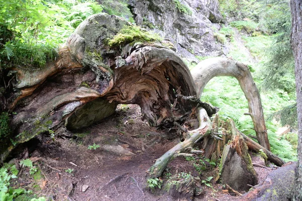 old tree root,mountain forest,tree root,tree,root,wood,deadwood,old,nature,landscape,forest,trunk,tree trunk