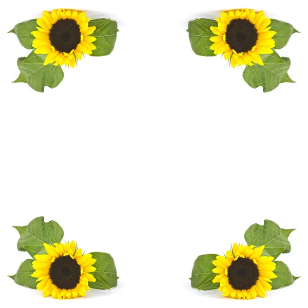Słoneczniki Bliska Widok — Zdjęcie stockowe