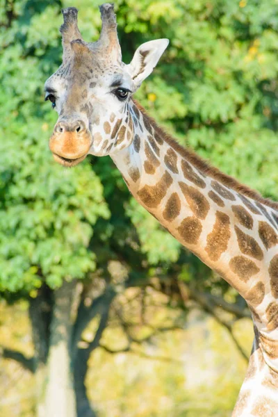 Alta Jirafa Animal Mamífero Herbívoro Africano — Foto de Stock