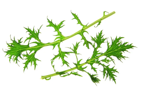 Mizuna Brassica Rapa Var Nipposinica Verse Groene Bladeren Tegen Witte — Stockfoto