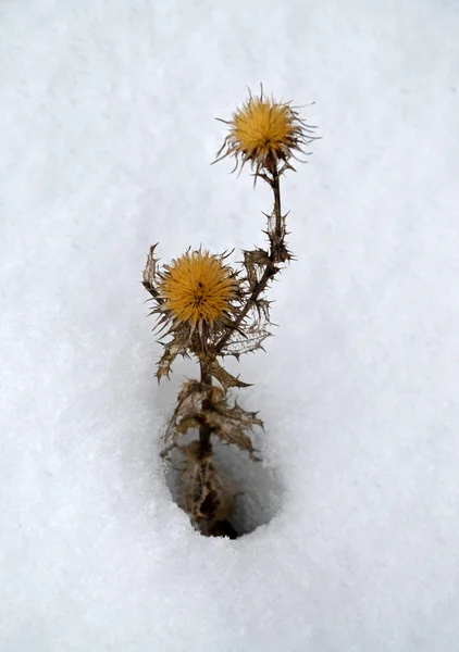Thistle Snow — Stock Photo, Image