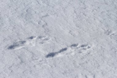 traces in the snow of a field hare clipart