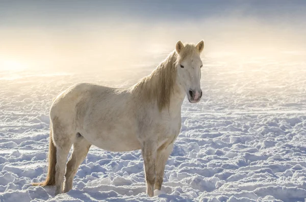 Horse Winter Hokkaido — Stock Photo, Image