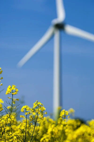 Rapeseed Field Wind Power — Stock Photo, Image