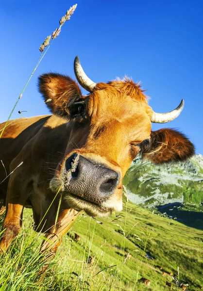 Vaca Animal Fazenda Nos Alpes Franceses Vaca Corrida Abondance Savy — Fotografia de Stock