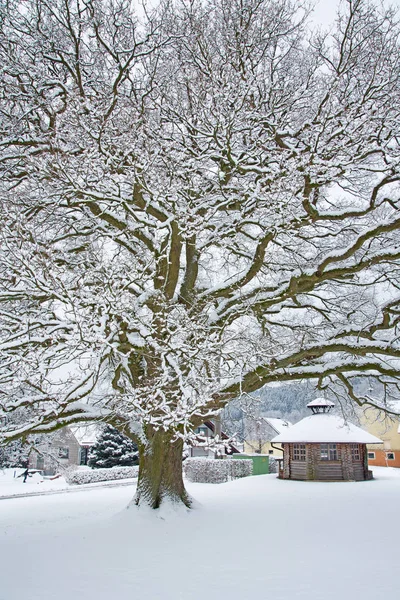 Vista Uma Cena Inverno — Fotografia de Stock