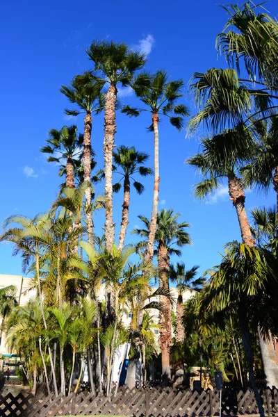 Пальмовые Листья Испании — стоковое фото