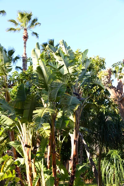 Palm Leaves Spain Copy Space — Stock Photo, Image