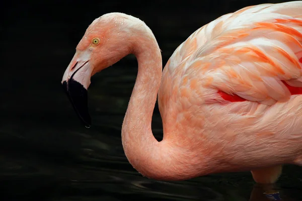 Chilean Flamingo Phoenicopterus Chilensis — Stock Photo, Image