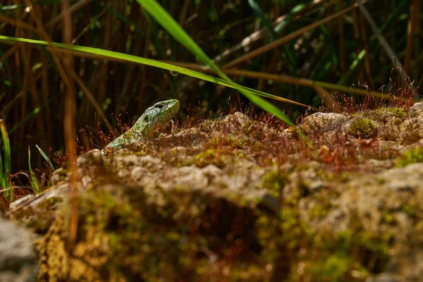 도마뱀 Zauneidechse — 스톡 사진