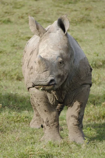 Jeune Rhinocéros Blanc Repéré Dans Immensité Afrique Sud Malgré Toutes — Photo