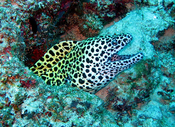 Moray魚Moray Eel深海で — ストック写真