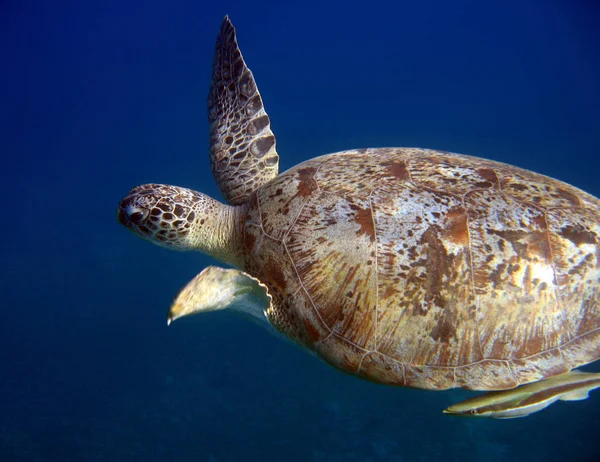 Egzotik Kaplumbağa Hayvan Doğa Hayvanları — Stok fotoğraf
