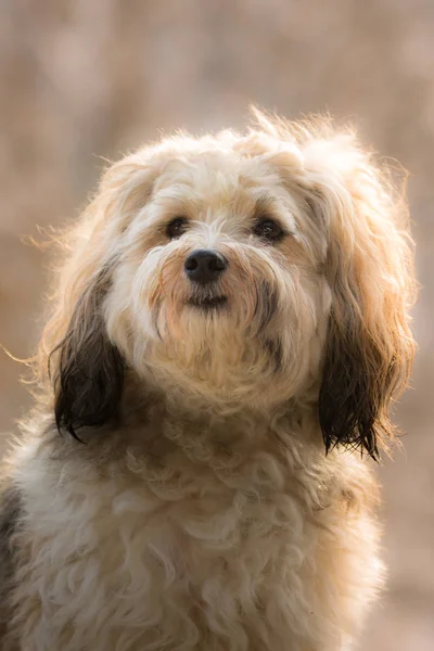 Portret Van Een Schattige Hond — Stockfoto