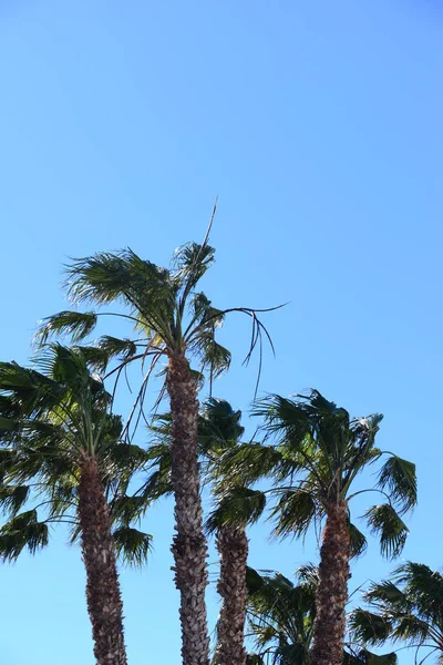 Palm Leaves Spain — Stock Photo, Image