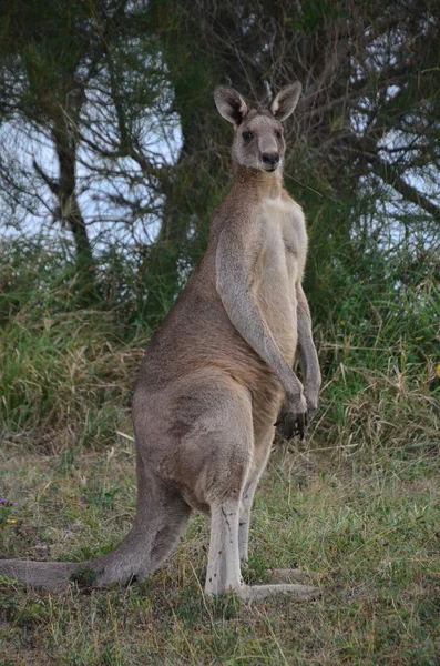 Kangoeroe Dier Australisch Zoogdier — Stockfoto