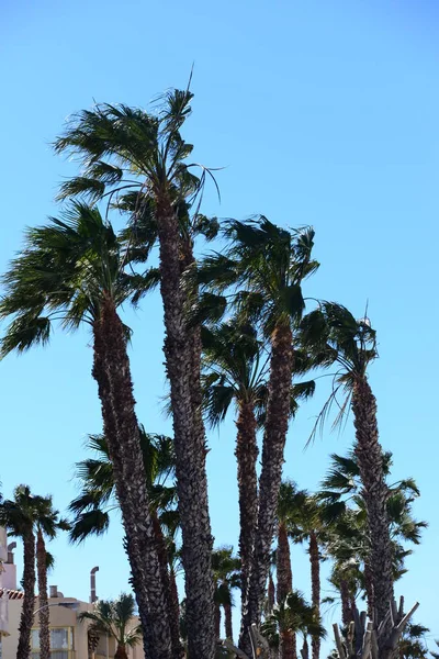 Palmové Listy Španělsku — Stock fotografie