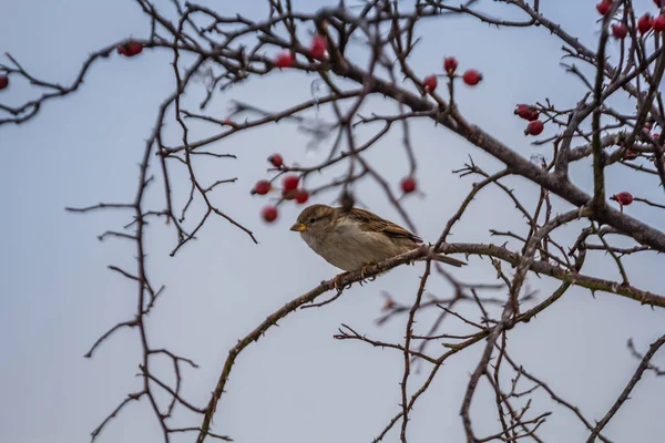 Pemandangan Indah Burung Alam — Stok Foto