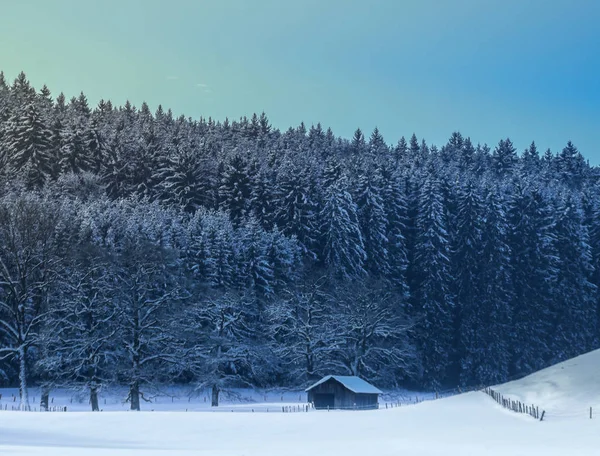 冬の森 雪に覆われた木々 — ストック写真