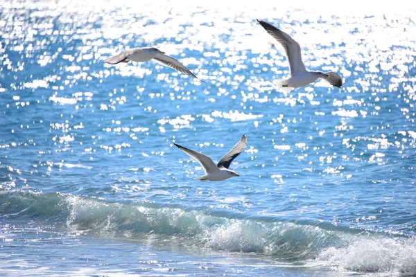 Gabbiani Nel Mediterraneo — Foto Stock