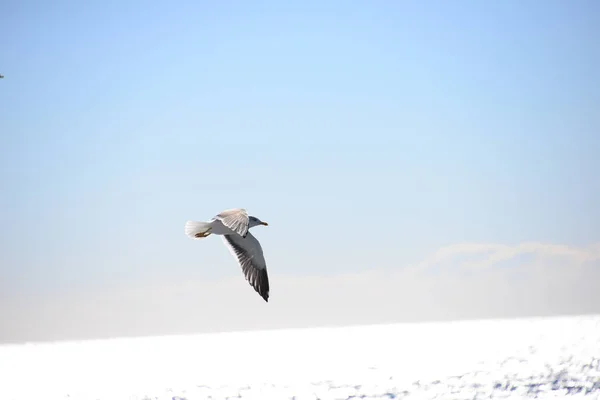 Vista Panorâmica Belas Gaivotas Pássaros — Fotografia de Stock