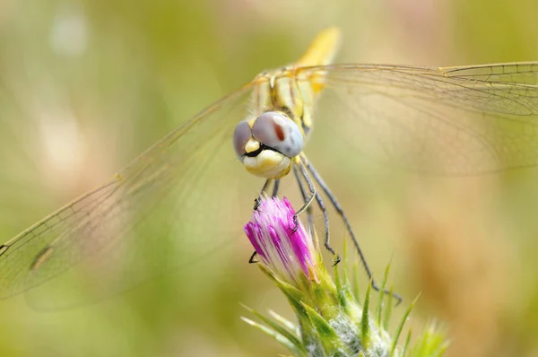 Closeup Dragonfly Flower Seen Front — ストック写真