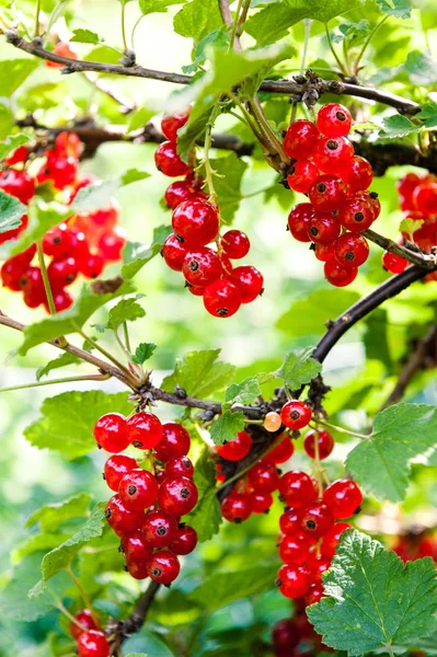 Grosellas Rojas Arbusto — Foto de Stock