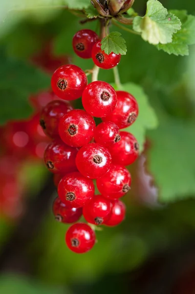 Grosellas Rojas Bayas Frutas Agrias — Foto de Stock