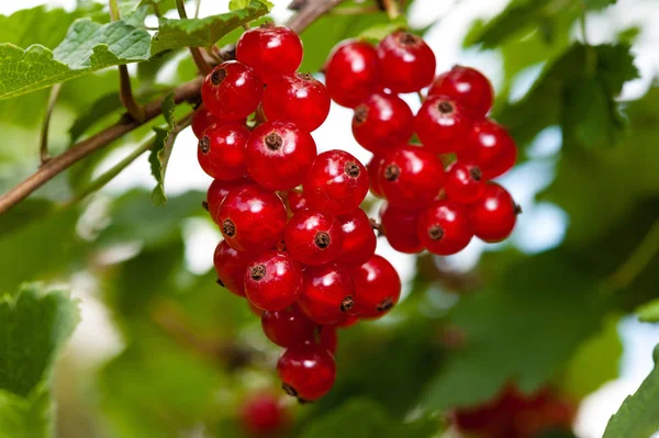 Vörös Ribizli Bogyó Savanyú Gyümölcs — Stock Fotó