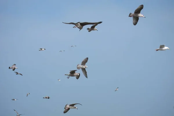 Rebanho Gaivotas Praia — Fotografia de Stock