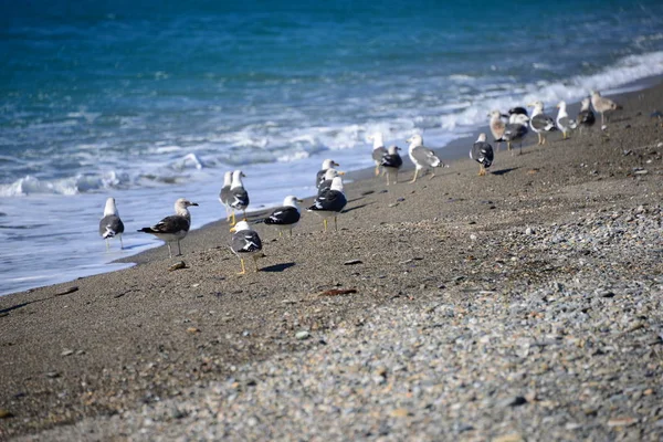 Aussichtsreiche Aussicht Auf Schöne Vögel Der Natur — Stockfoto