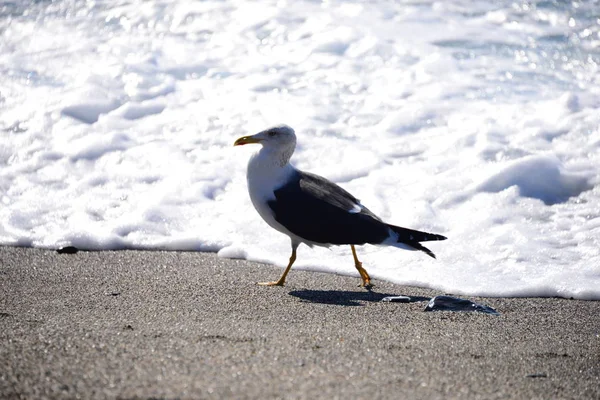 Schilderachtig Uitzicht Prachtige Vogel Natuur — Stockfoto