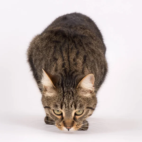 Schattig Pluizig Kat Met Grote Ogen — Stockfoto