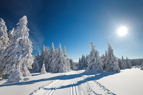 有树木的冬季森林 被雪覆盖的木头 — 图库照片
