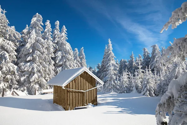 Winterwald Schneebedeckte Bäume — Stockfoto