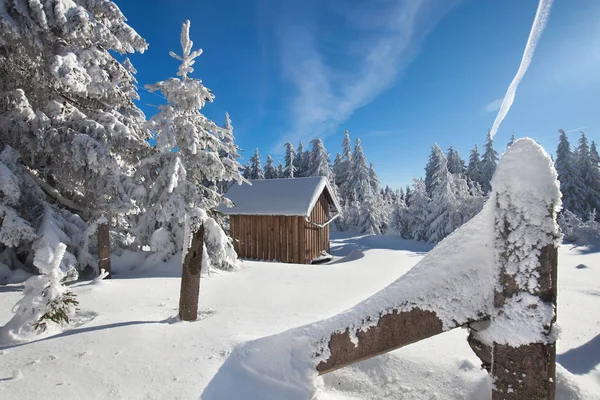 Winterwald Schneebedeckte Bäume — Stockfoto