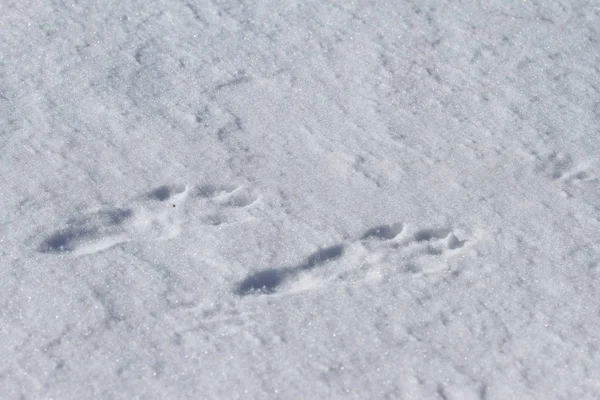 Следы Снегу Полевого Зайца — стоковое фото