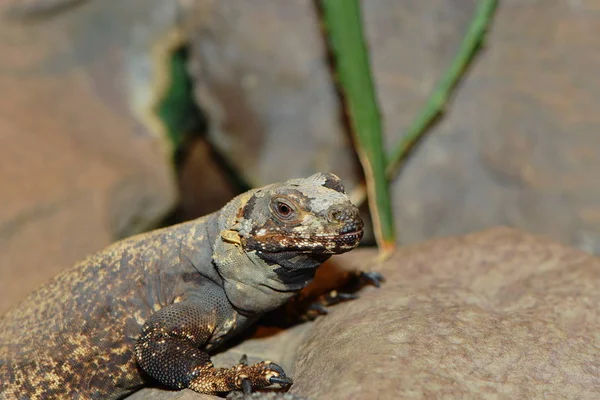 Lucertola Animale Iguana Rettile — Foto Stock