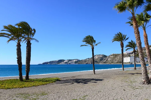 Palmbladeren Spanje — Stockfoto