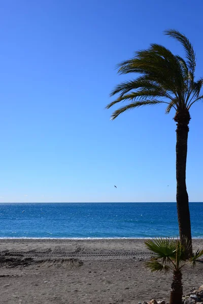 Folhas Palma Espanha — Fotografia de Stock