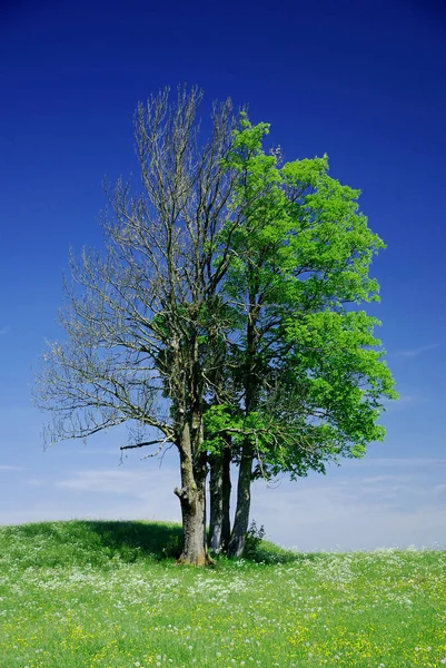 Zwei Bäume Untereinander Tot Und Lebendig — Stockfoto