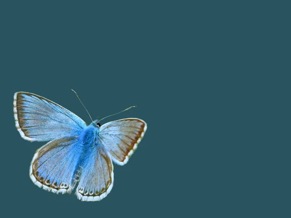 Argento Verde Bluebird Polyommatus Coridon Prima Sfondo Blu Omogeneo — Foto Stock