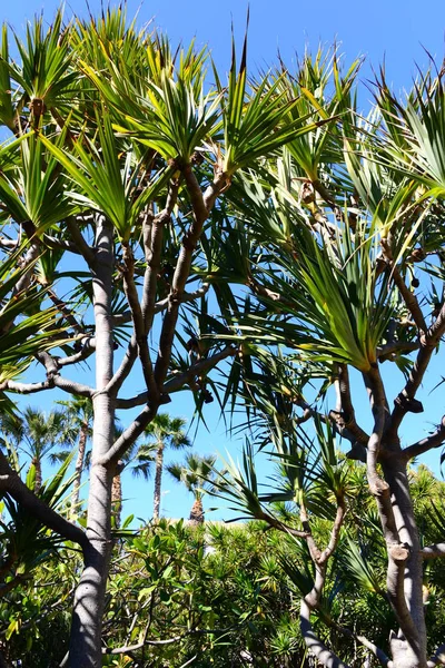 Palm Leaves Spain Copy Space — Stock Photo, Image