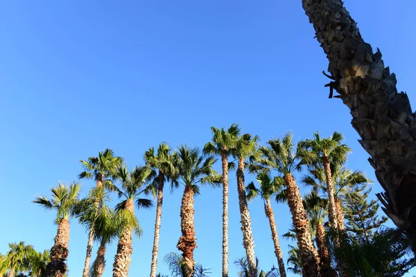 Palmbladeren Spanje Kopieer Ruimte — Stockfoto