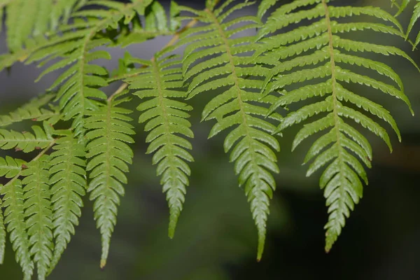 Ferns Mixed Forest — Stock Photo, Image