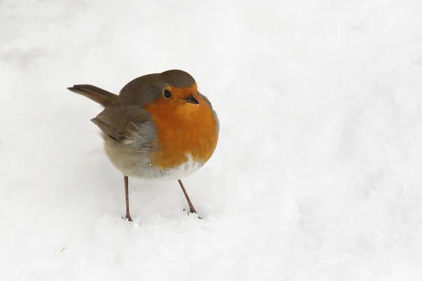 Rotkelchen Nieve — Foto de Stock