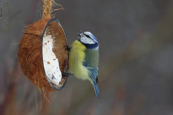 Blaumeise Voederplaats — Stockfoto