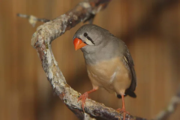 Scenic View Beautiful Cute Finch Bird — Stock Photo, Image