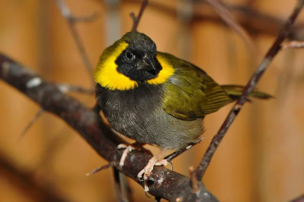 Zicht Prachtige Vogel Natuur — Stockfoto
